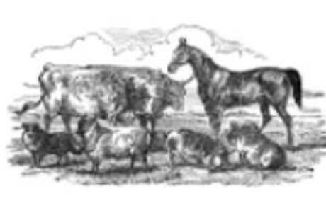 WSF logo